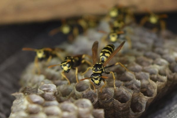 wasps, hornets, and bees control and removal