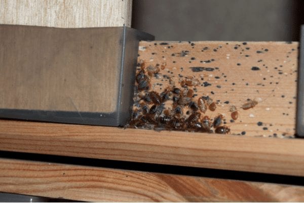 Bed Bug Control, Bed Bug Infestation