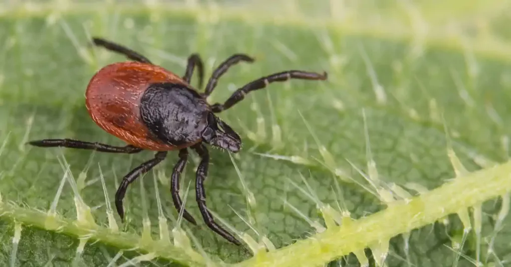 4 Most Dangerous Bugs in New Hampshire, deer tick