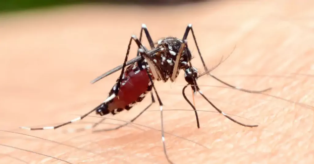 4 Most Dangerous Bugs in New Hampshire, mosquito