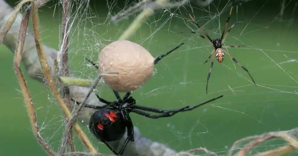 dangerous bugs in New Hampshire, black widow spider