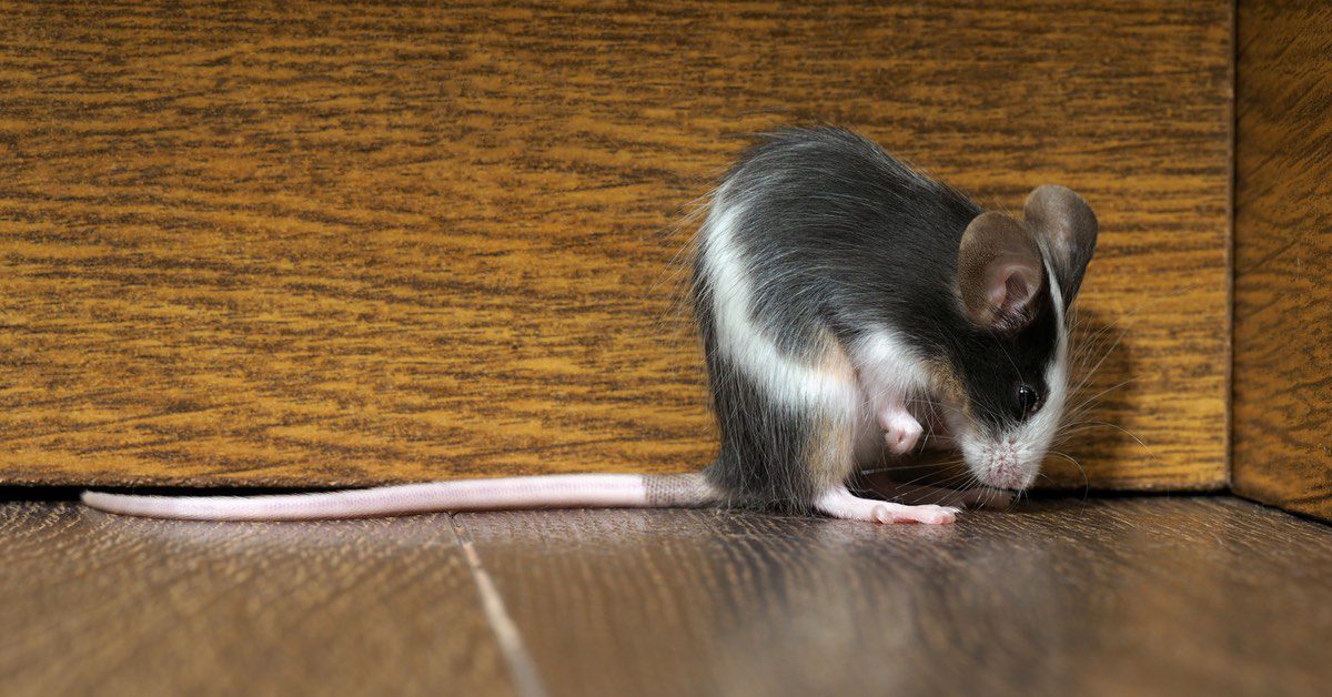Damage Mice Can Do To Your Home