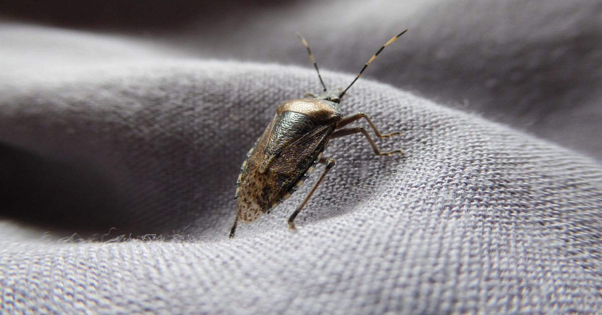What Attracts Stink Bugs To Your House
