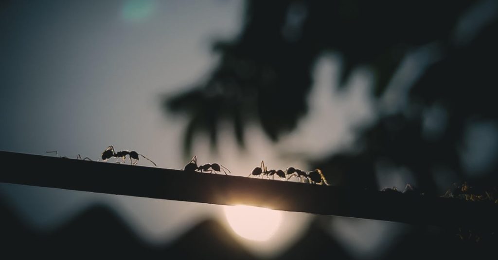 5 Common Types Of Ants In New Hampshire Garfield Pest Control