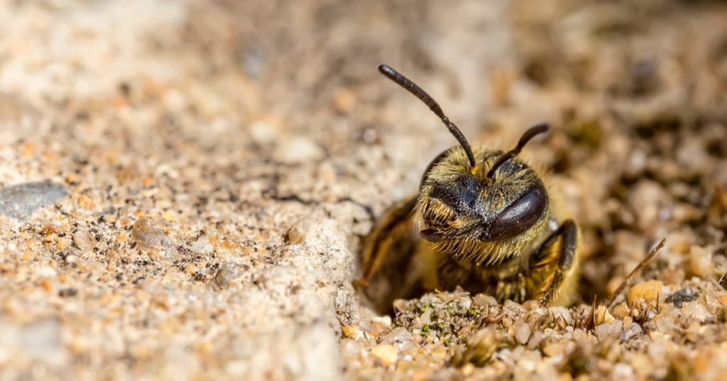 Weare NH Pest Control, Exterminator, bee, wasp, hornet removal