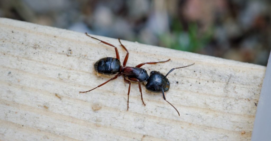 5 Types of Ants in New Hampshire, carpenter ants