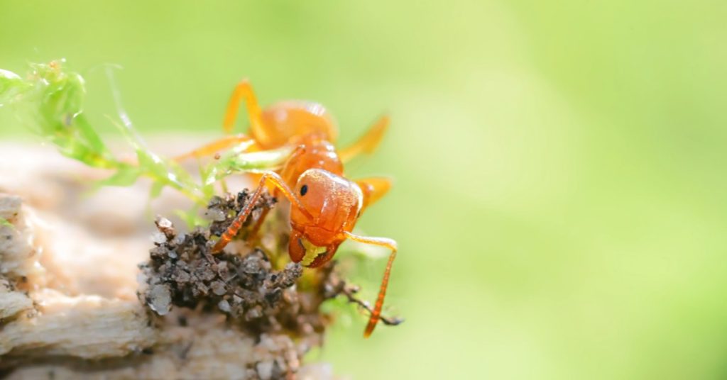 5 Types of Ants in New Hampshire, citronella ants