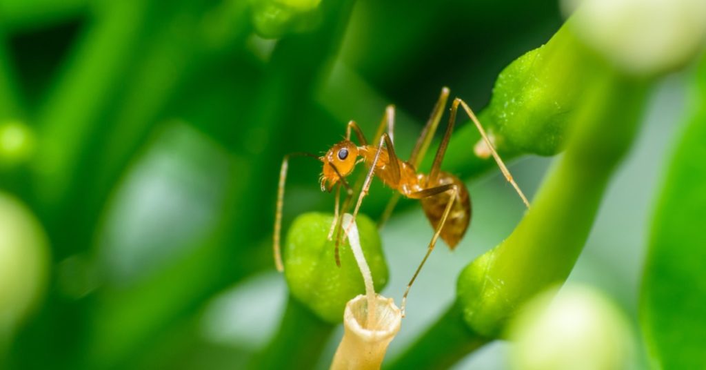 5 Types of Ants in New Hampshire, paraoh ants