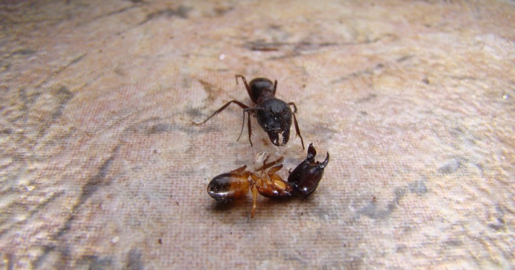 5 Types of Ants in New Hampshire, pavement ants