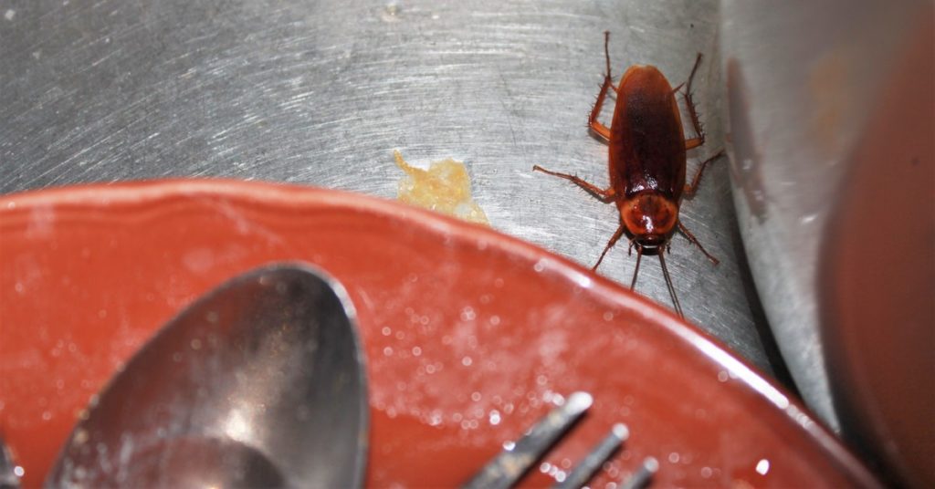 Weare NH Pest Control, Exterminator, cockroach removal