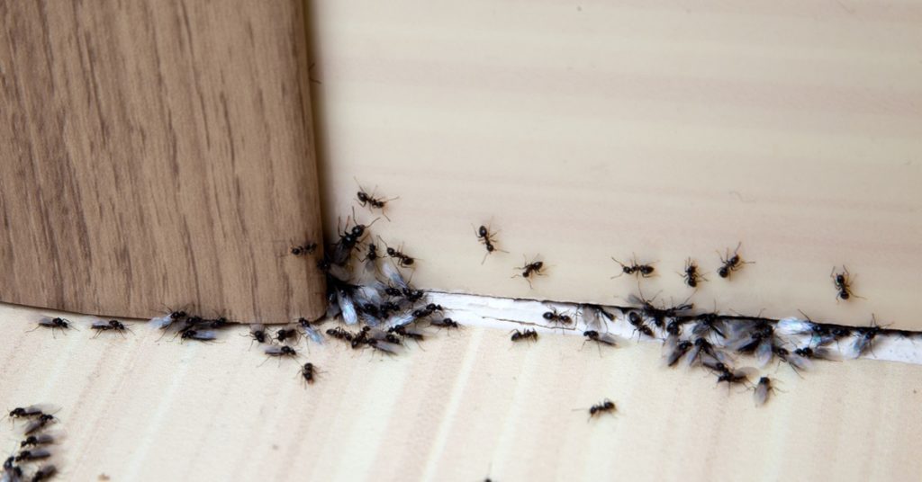 Ant Infestation in House: How To Get Rid Of, Prevention