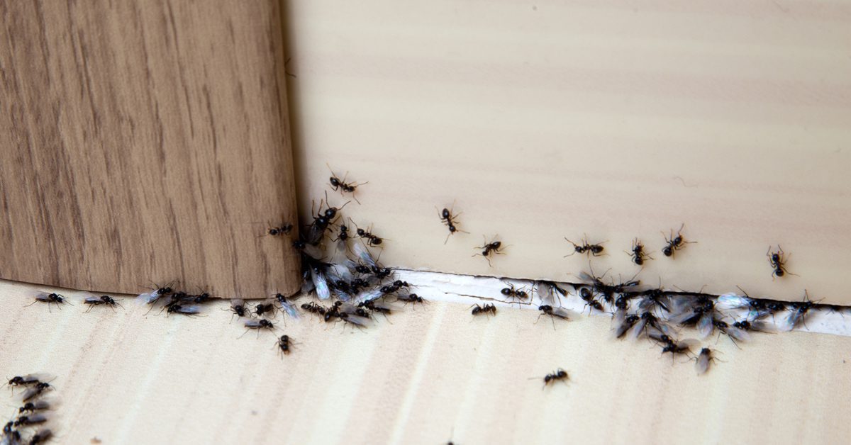 Ant infestation, how to get rid of and prevention