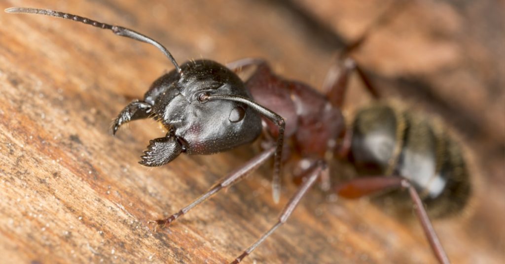 How To Get Rid of Carpenter Ants