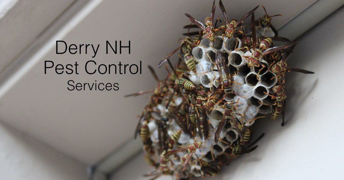 Derry NH Exterminator Pest Control