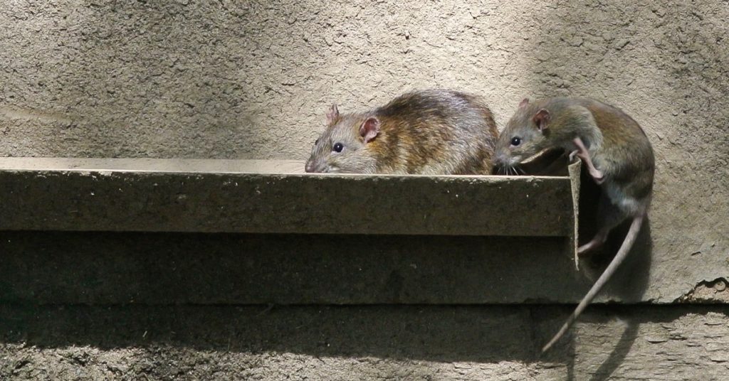 Pest Control, Management, Londonderry NH, rodents