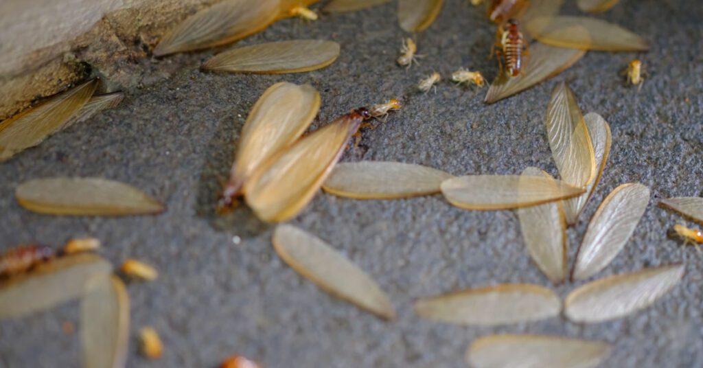Termites swarming season