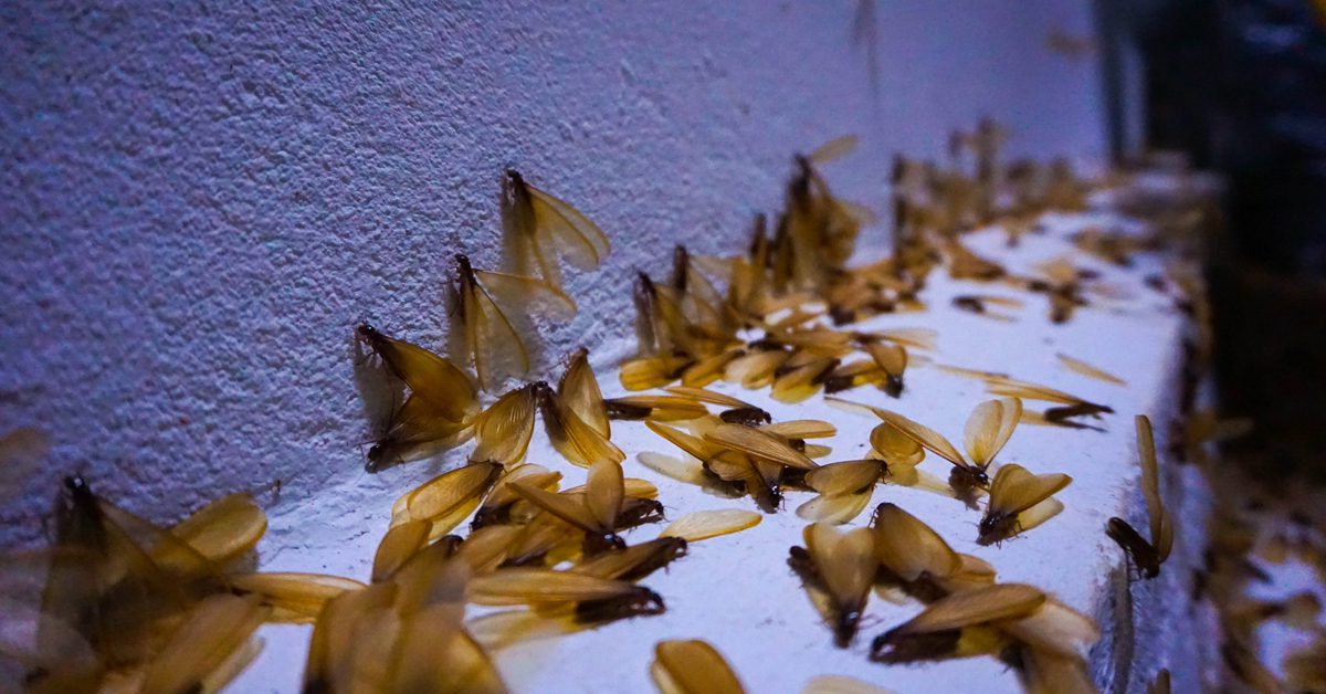 Termites Swarming Season