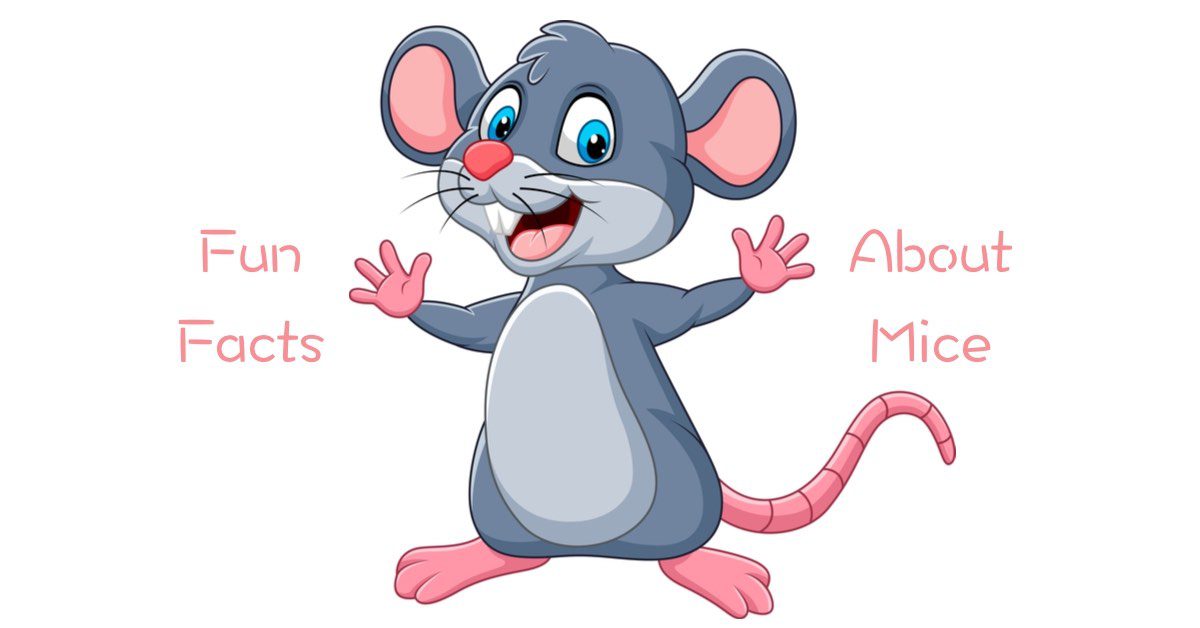 5 Cool and Fun Facts About Mice