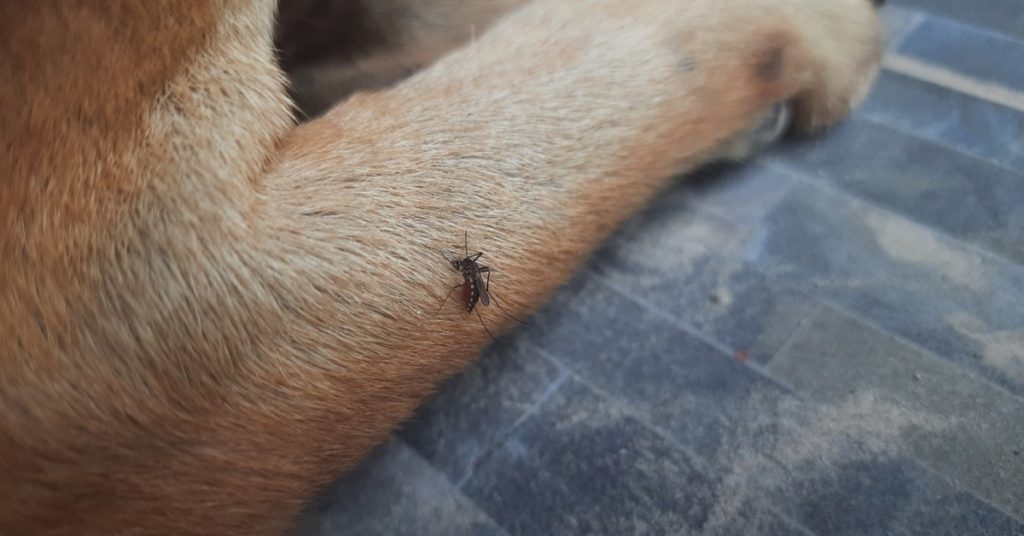 Mosquitoes & Dogs: Symptoms, Prevention, Treatment
