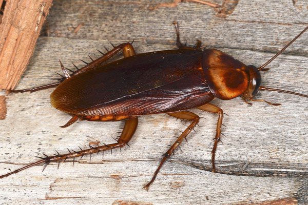 Types of Cockroaches in New Hampshire, American Cockroach