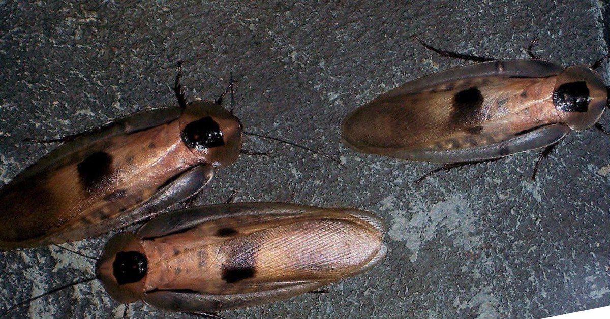 Types of Cockroaches in New Hampshire