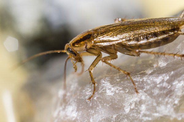 Types of Cockroaches in New Hampshire, German cockroach