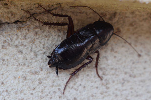 Types of Cockroaches in New Hampshire, Oriental cockroach