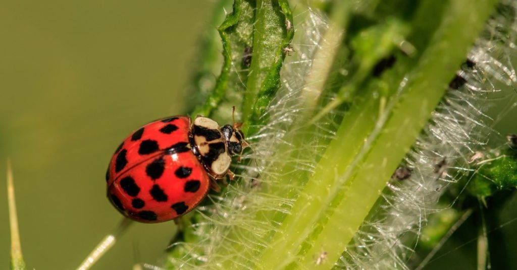 How To Get Rid of a Ladybug Infestation