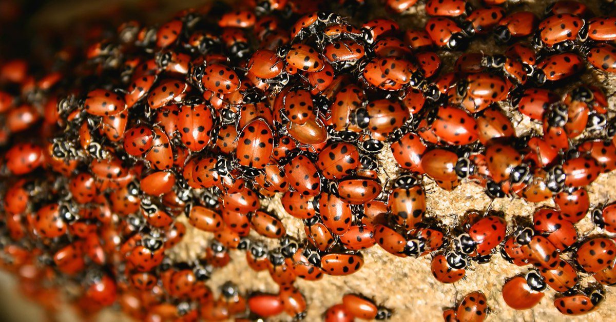 How To Get Rid of a Ladybug Infestation