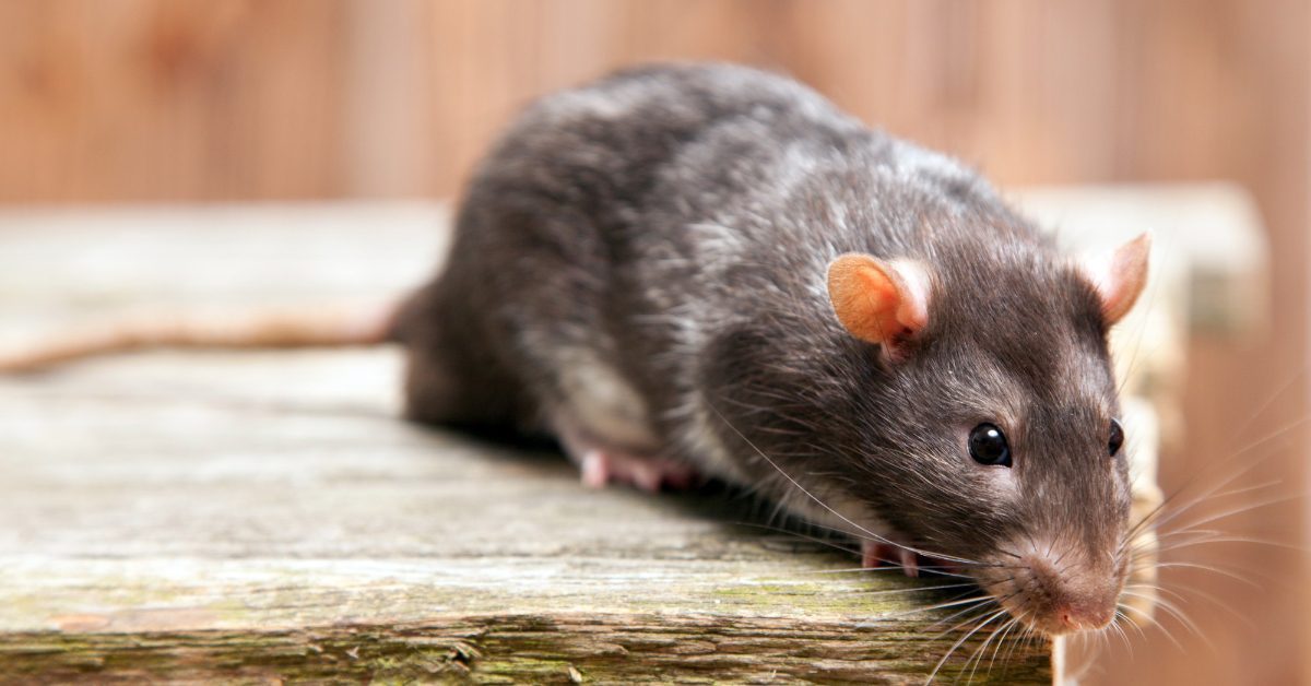 Rat Exterminator, Management Services