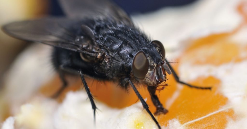 Common Pests for Each Season in NH, black flies