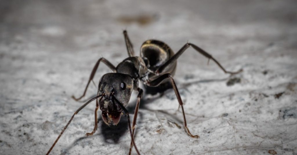 Common Pests for Each Season in NH, carpenter ants