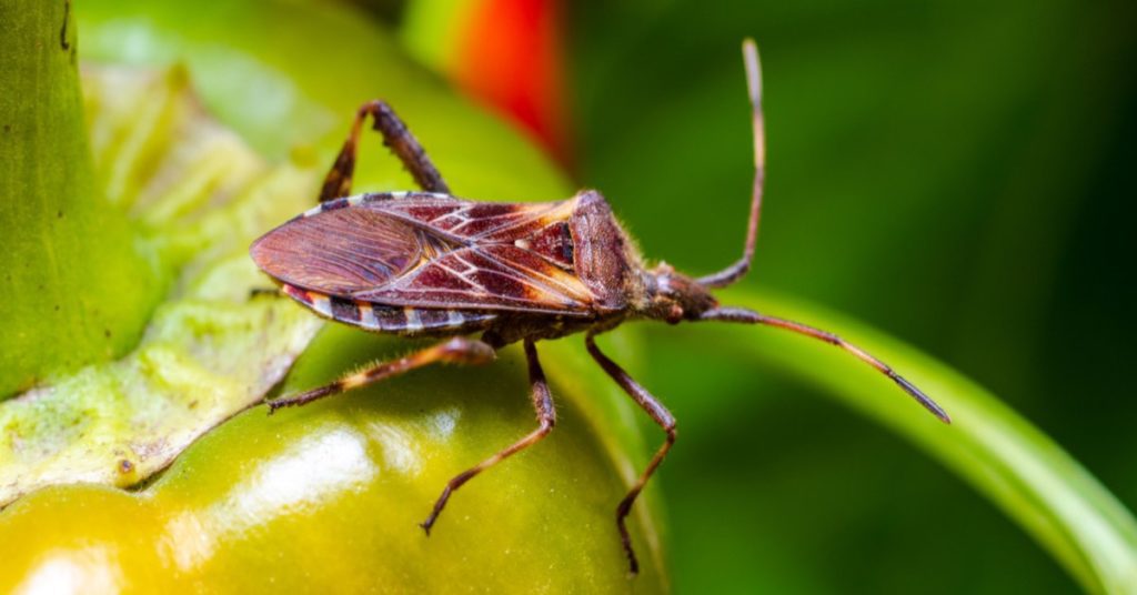 Common Pests for Each Season in NH, conifer seed bug