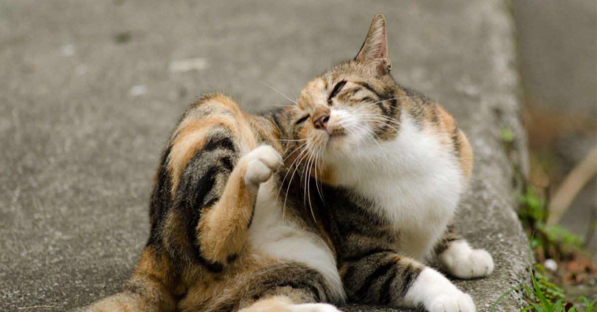 Fleas on Cats: Signs, Prevention, Treatment
