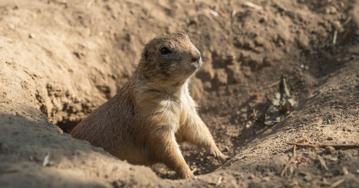 Groundhog vs. Woodchuck: Is There a Difference?