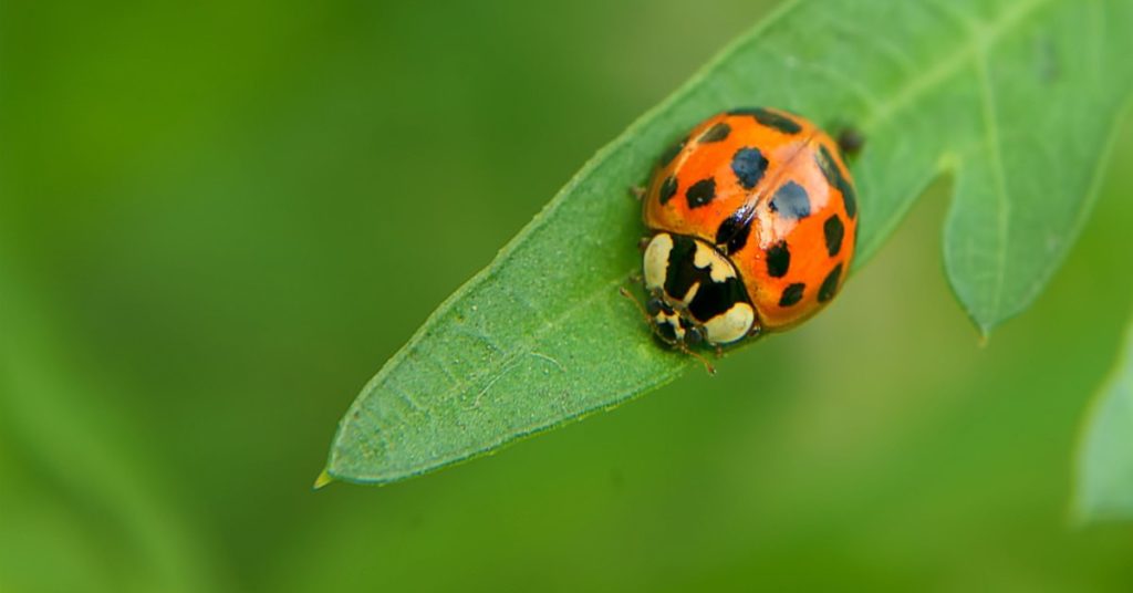 Common Pests for Each Season in NH, ladybugs and ladybeetles