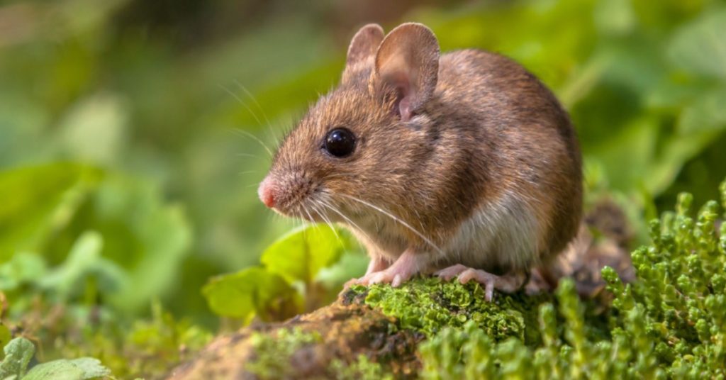 Common Pests for Each Season in NH, mice