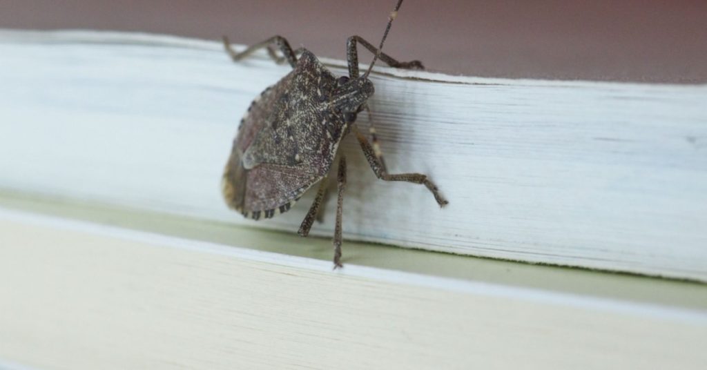 Common Pests for Each Season in NH, stink bugs