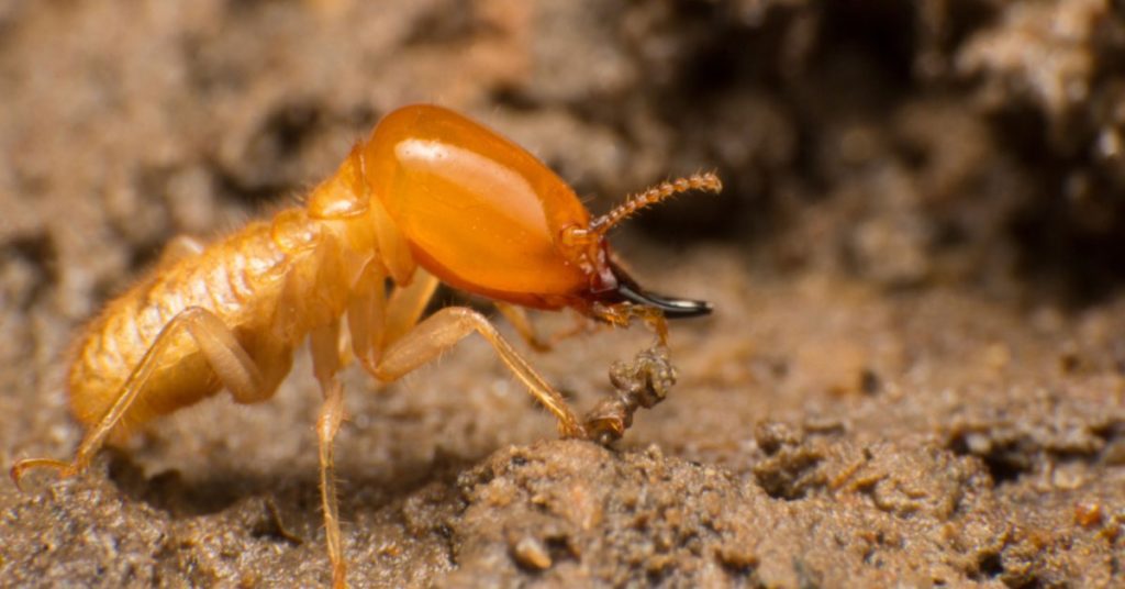 Common Pests for Each Season in NH, termites