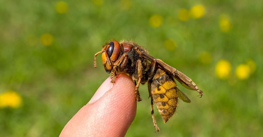 What are the dangers of hornets?