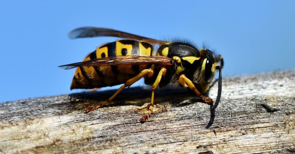 How To Keep Away Garfield Pest Control NH