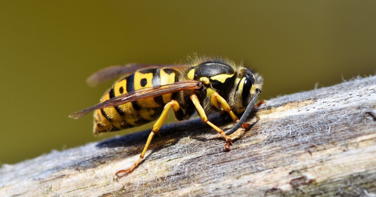 How To Get Rid of Wasp Infestation
