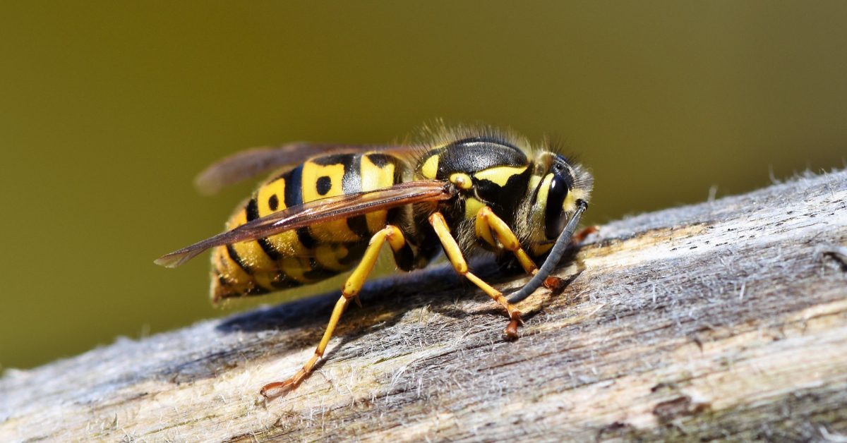 How To Get Rid of Wasp Infestation