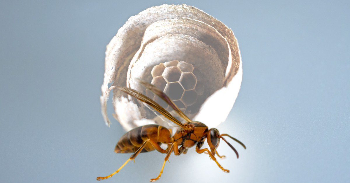 Paper Wasps: Behavior, Dangers