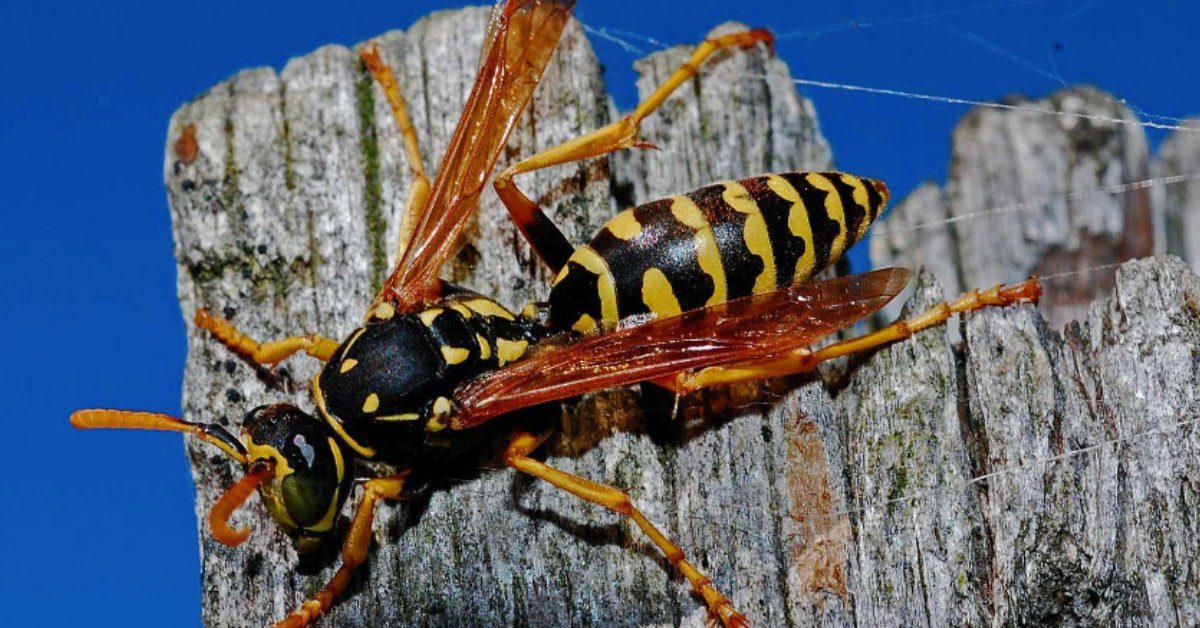 Types of Wasps To Watch Out For in NH