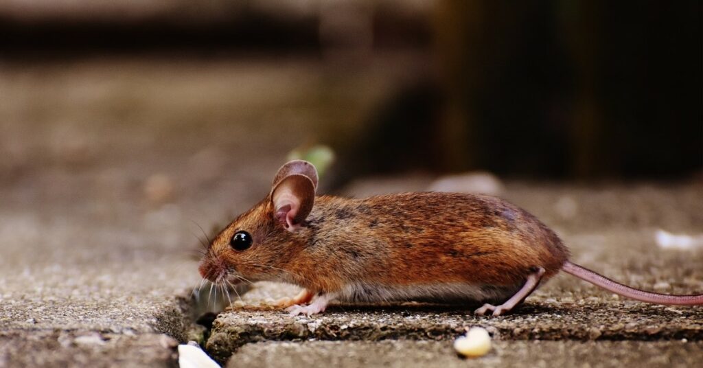 Mice: To Bait or Not to Bait?