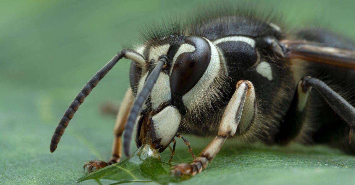 Bald-Faced Hornets: Dangers, Reasons To Fear!