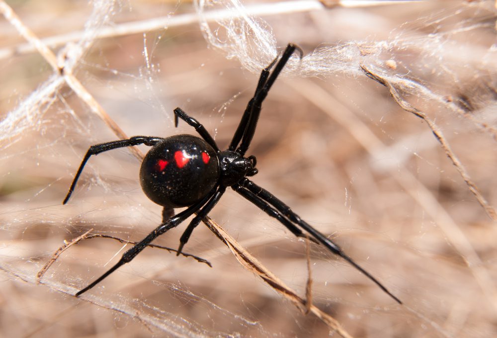 NH Biting Insects: Bugs That Bite!, black widow spider