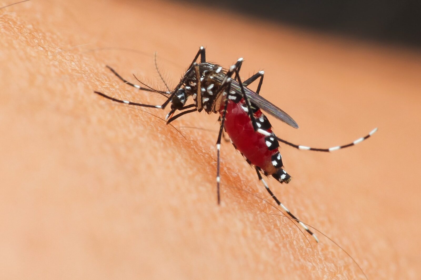 Nh State Insect NH Biting Insects: Bugs That Bite! | Garfield Pest Control