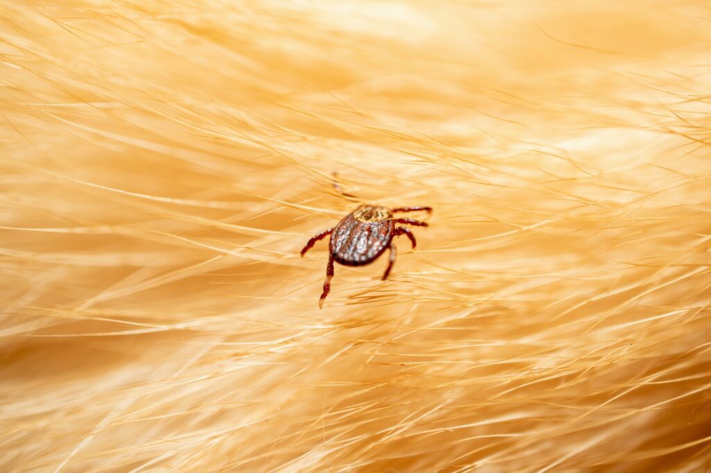 NH Biting Insects: Bugs That Bite!, ticks